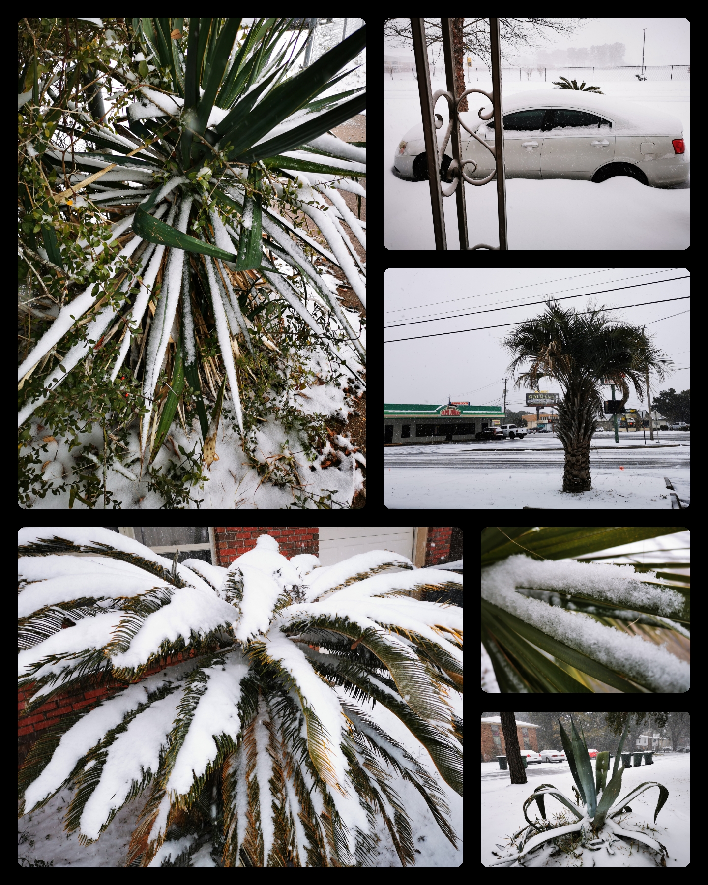 Collage of six pictures. Several types of palms, a big aloe vera plant, and a white car covered in snow.