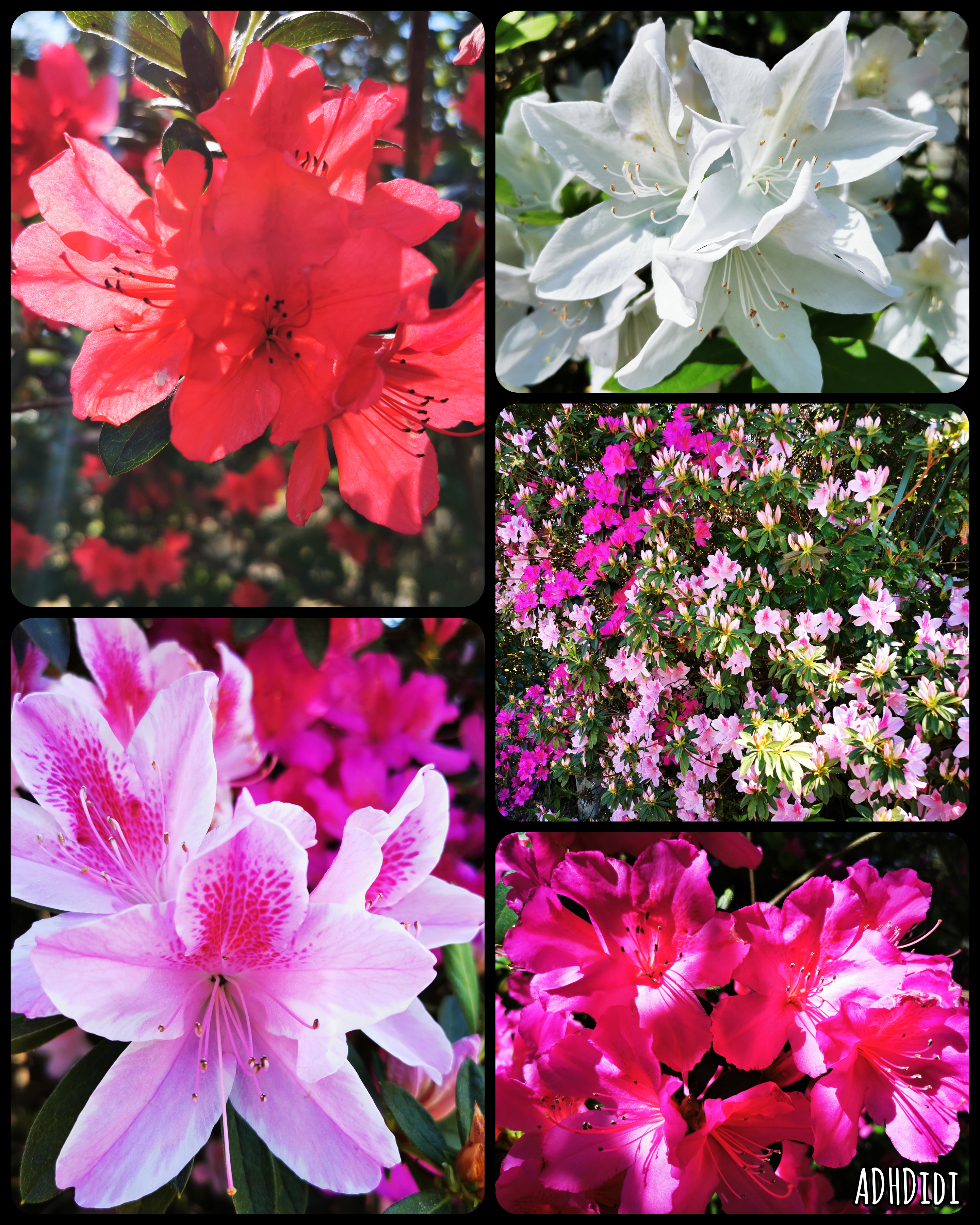 Collage of five pictures. Four close ups of four different shades of azalea flowers. One white, one vibrant, almost fuchsia pink, one light pink with darker accents, one more like washed out red. One picture from further away shows bushes with dozens of the light and dark pink azalea flowers.