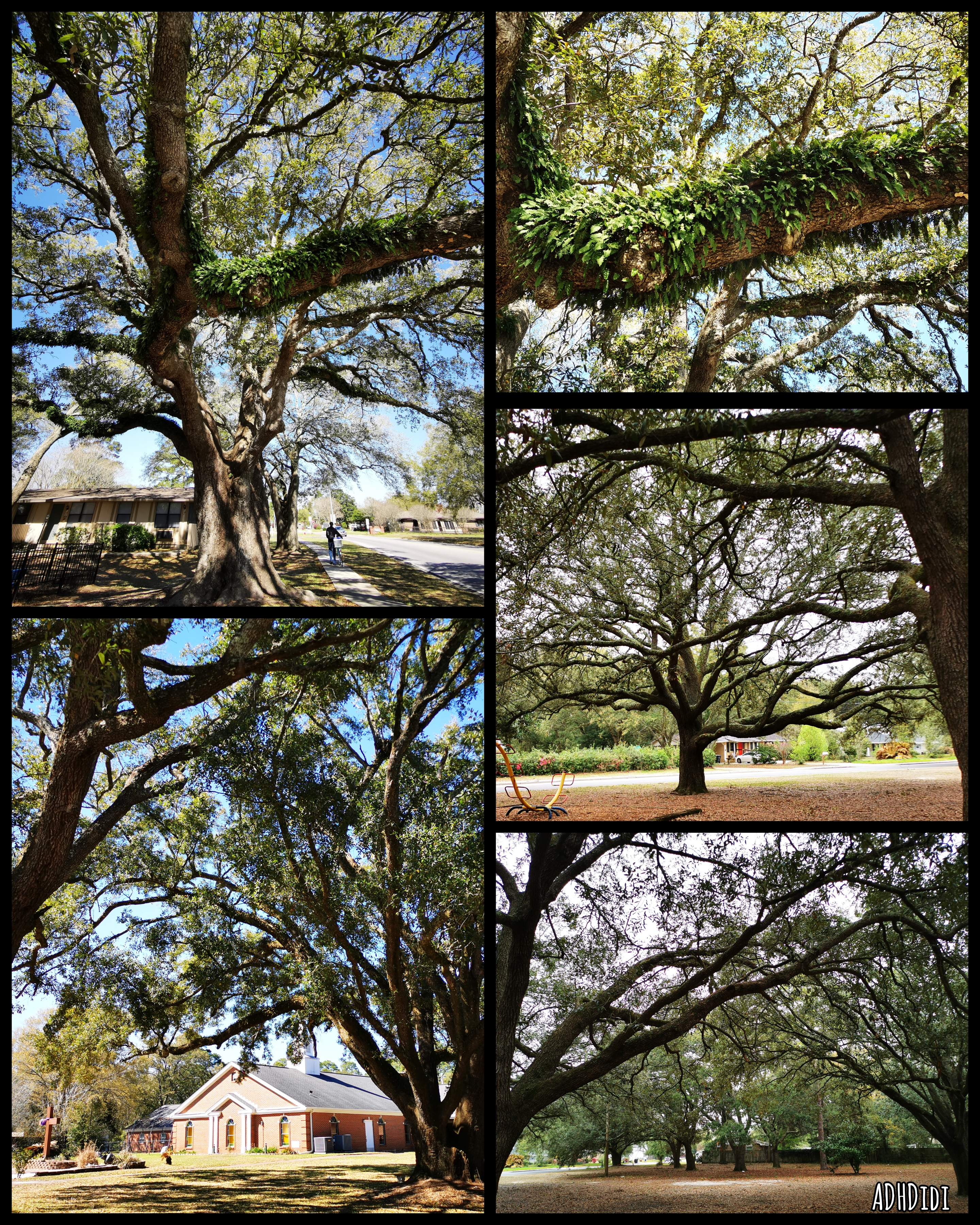 Collage of 5 pictures. Big, old, live oak trees. Some covered in ferns and moss. One of the pictures has a small church in the background. One picture has a house and pedestrian for scale. The tree makes them look tiny.