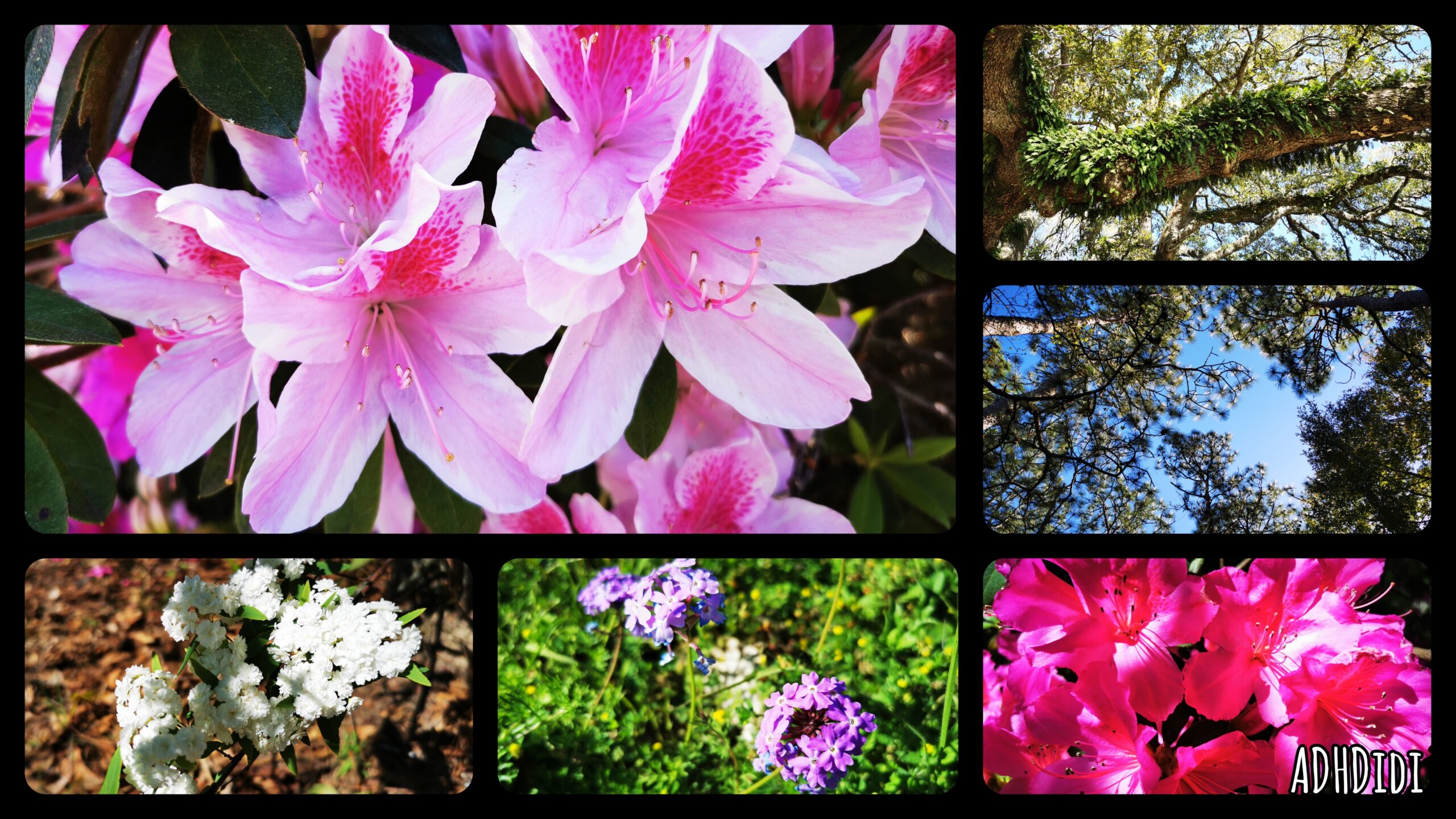 Collage of six pictures. Two shades of pink azalea, a thick, fern covered tree branch, Southern pines against a clear blue sky, a branch with a lot of small white flowers, and small purple and yellow flowers in grass.