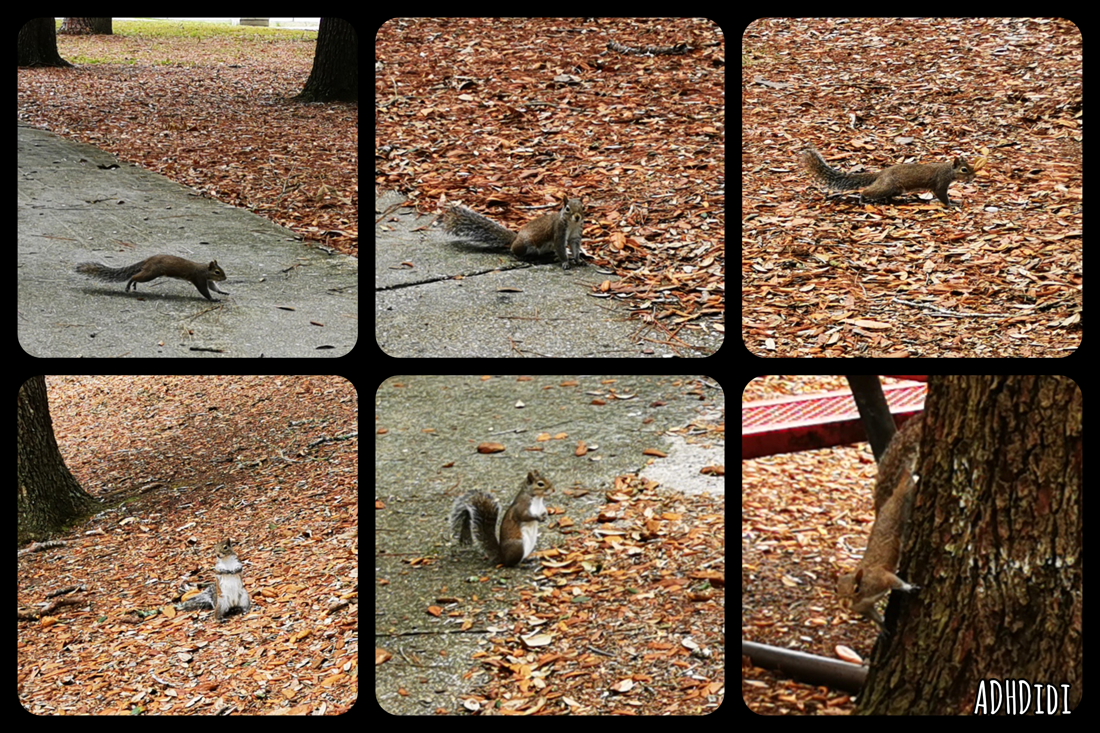 Collage of six pictures. A curious brown-grey squirrel with a white belly and white mittens is running, sitting, and watching me from a concrete path, grass covered in brown leaves, woodchips, and acorns, and a tree.