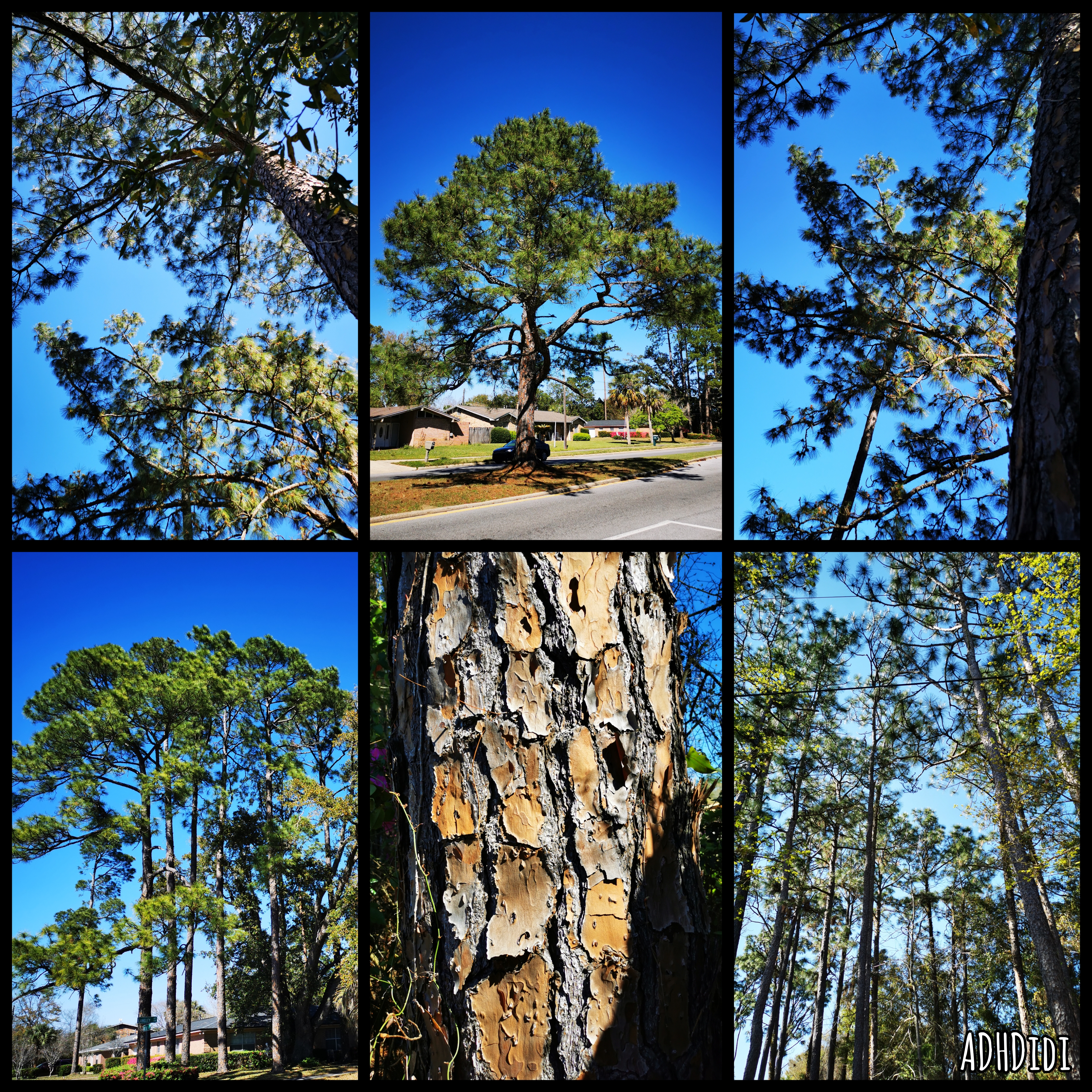 Collage of six pictures. Southern pines against clear blue skies.