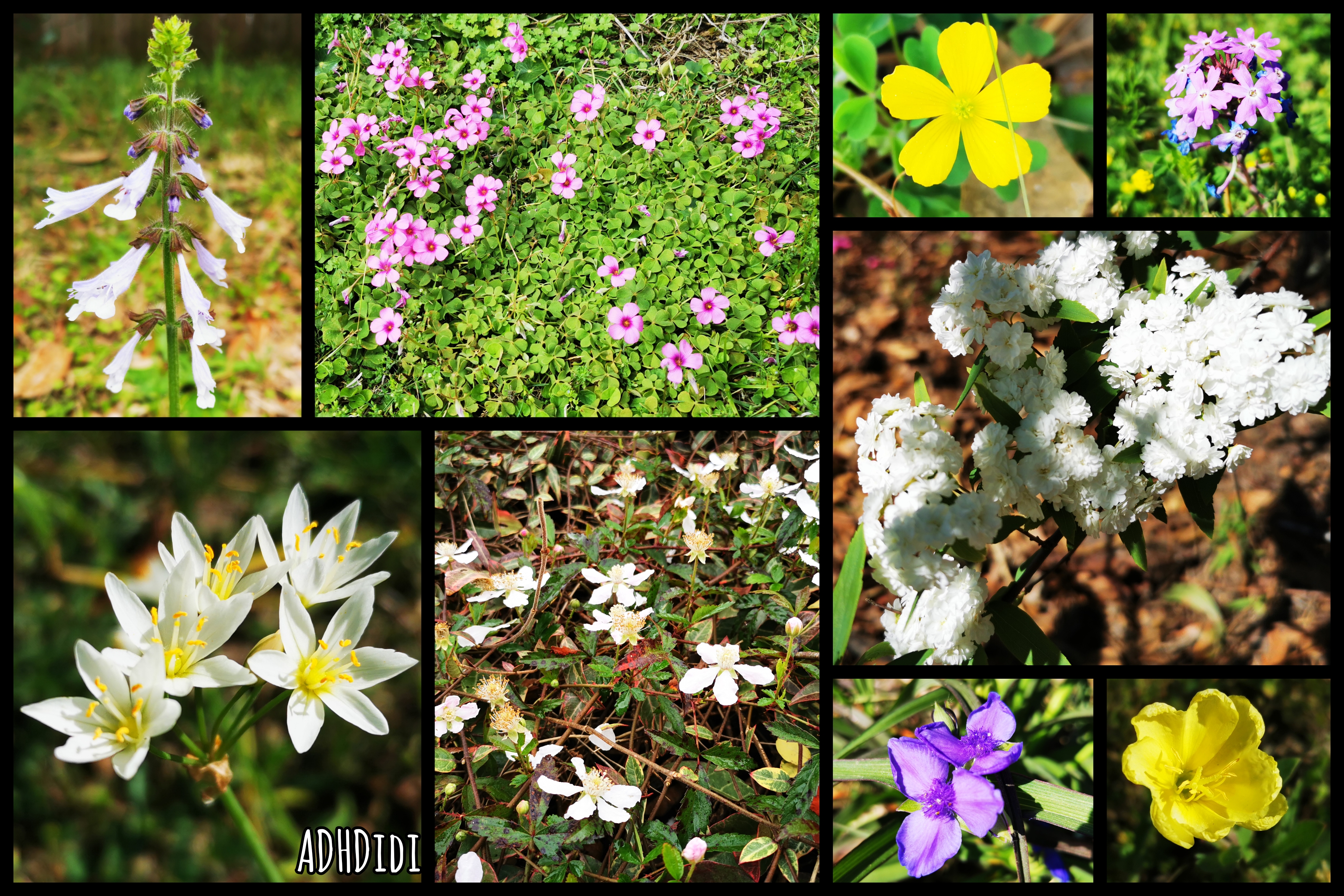 Collage of nine pictures. Nine types of white, yellow, pink, and purple wild flowers.