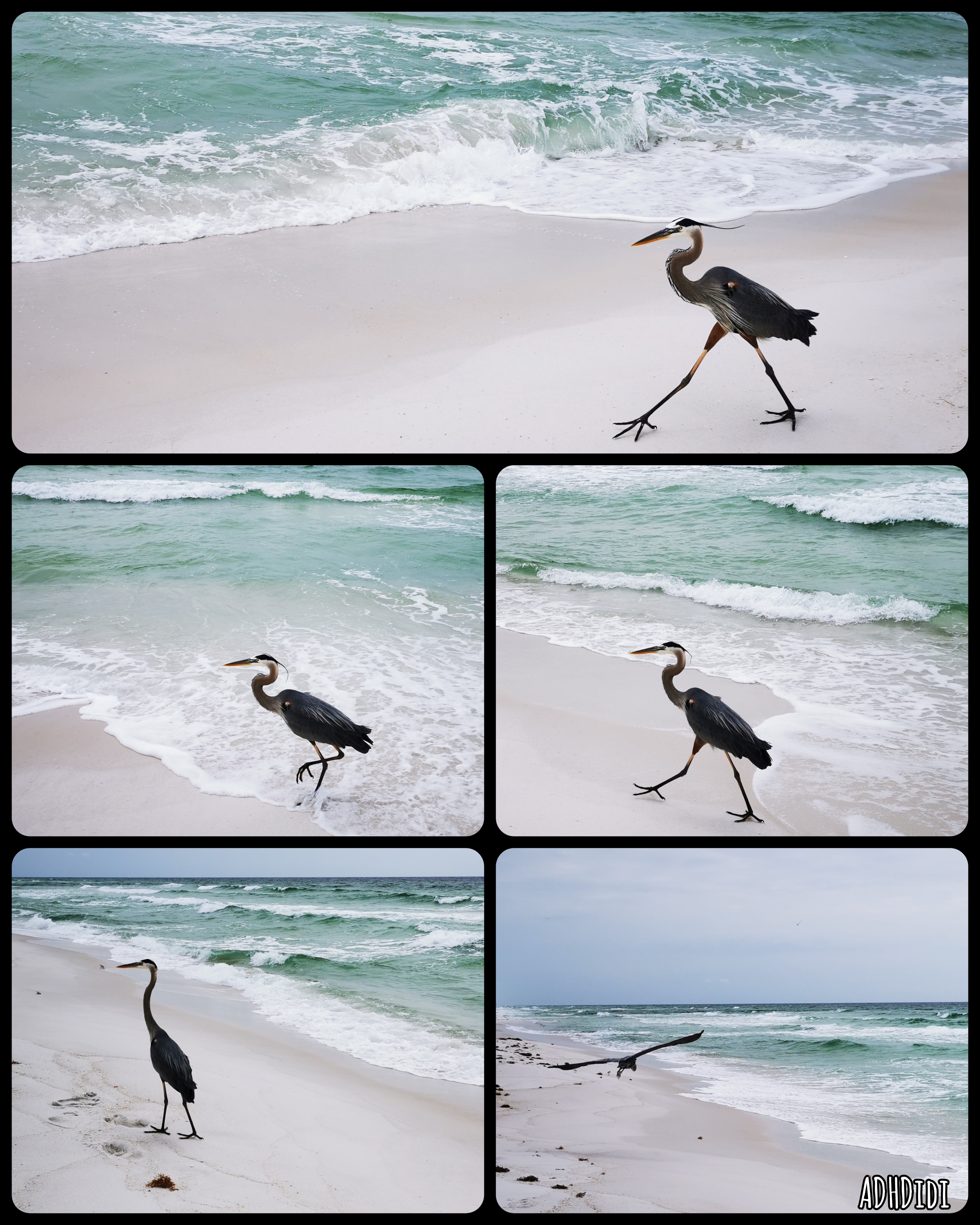 Collage of five pictures. A majestic Great Blue Heron struts along the beach like a supermodel. The sand is white, the ocean an intense emerald green. On the last picture the heron flies away towards the ocean.