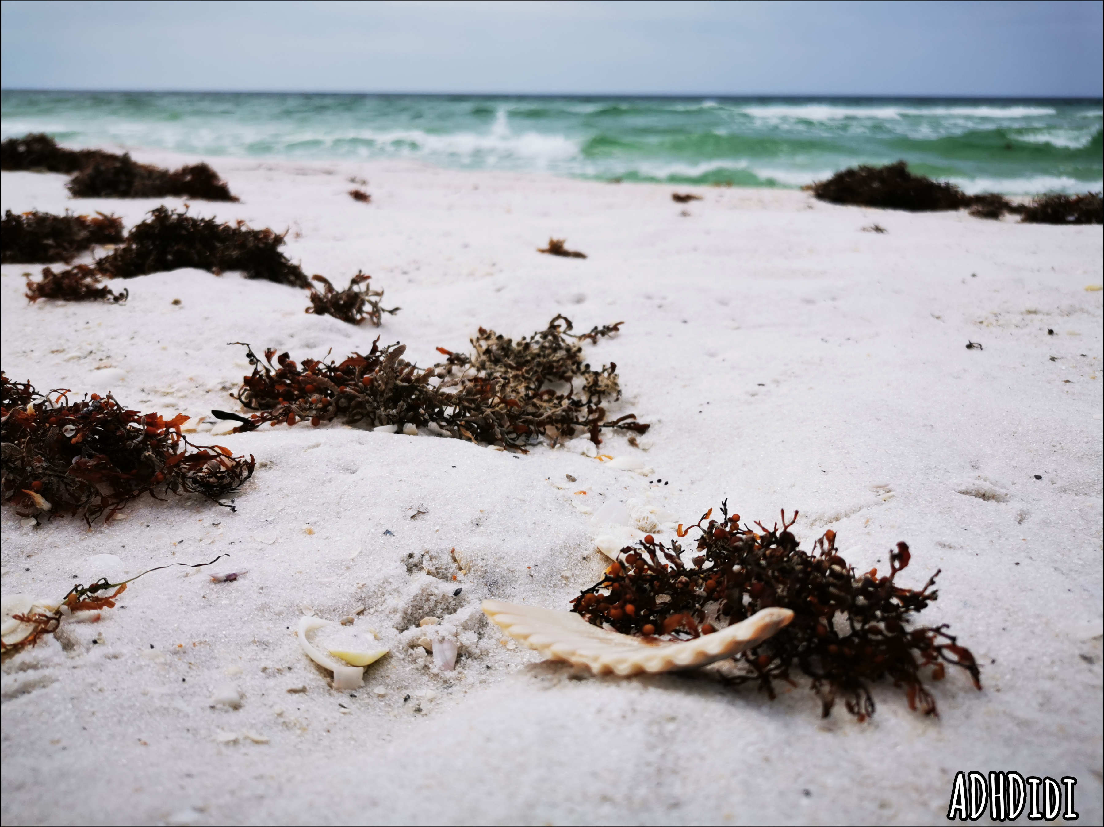 Close up picture of a broken piece of a big, beige shell with other small shells and dark brown seaweed around it, on powdery white sand. The intense emerald green ocean and grey skies are in the blurry background.