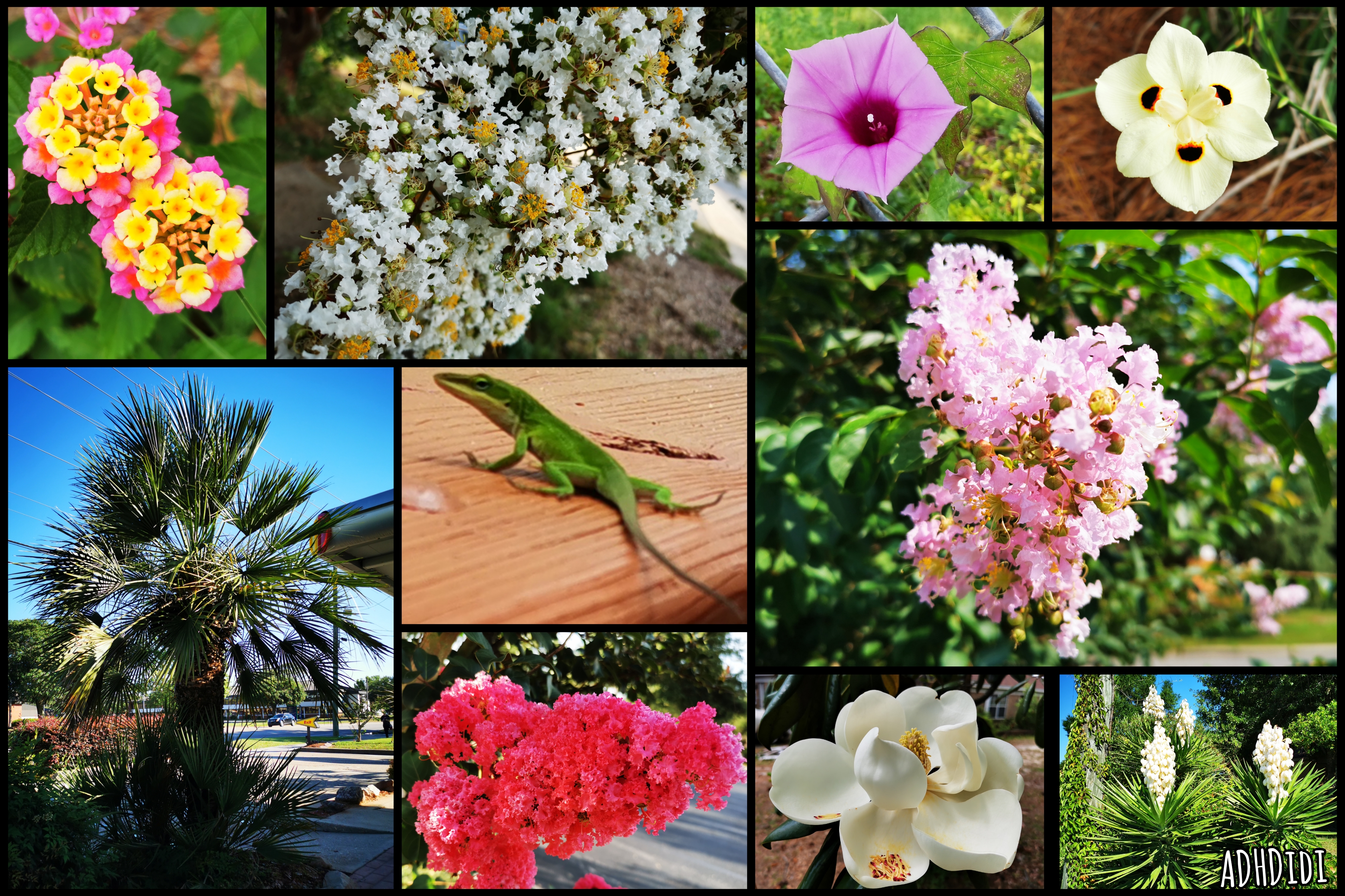 Collage of ten pictures. A palm tree against blue skies, four yucca plants with their big white flower bunches, and close-ups of light pink, dark pink, and white crape myrtle flowers, a big white magnolia, a bright pink with bright yellow and orange West Indian Lantana, a pink Tievine, a white African Iris. All the plants and flowers are surrounding a close-up of a green anole lizard.